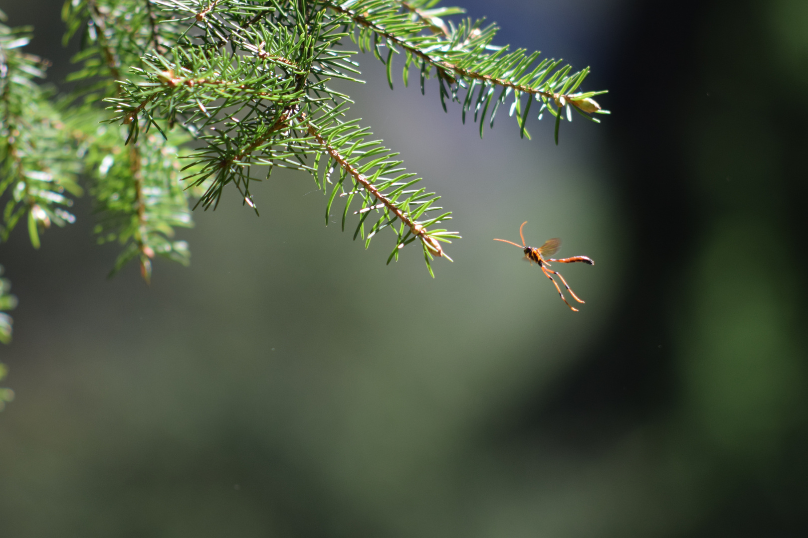 Schlupfwespe im Wald