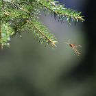 Schlupfwespe im Wald