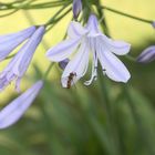 "Schlupfwespe" in der Blüte einer Agapanthus