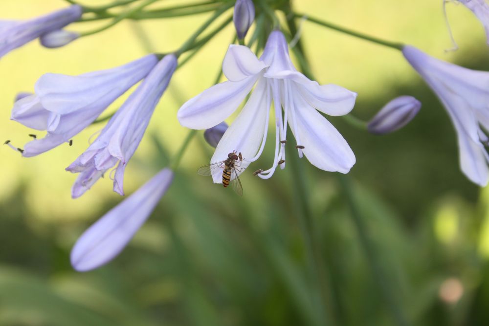 "Schlupfwespe" in der Blüte einer Agapanthus