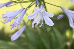 "Schlupfwespe" in der Blüte einer Agapanthus