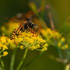 - Schlupfwespe in Verneigung -