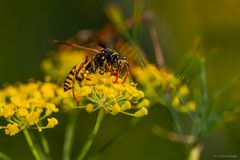 - Schlupfwespe in Verneigung -