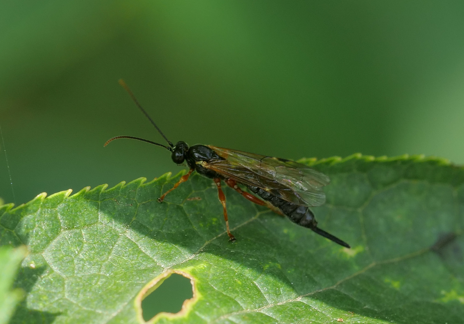 Schlupfwespe - Itoplectis maculator