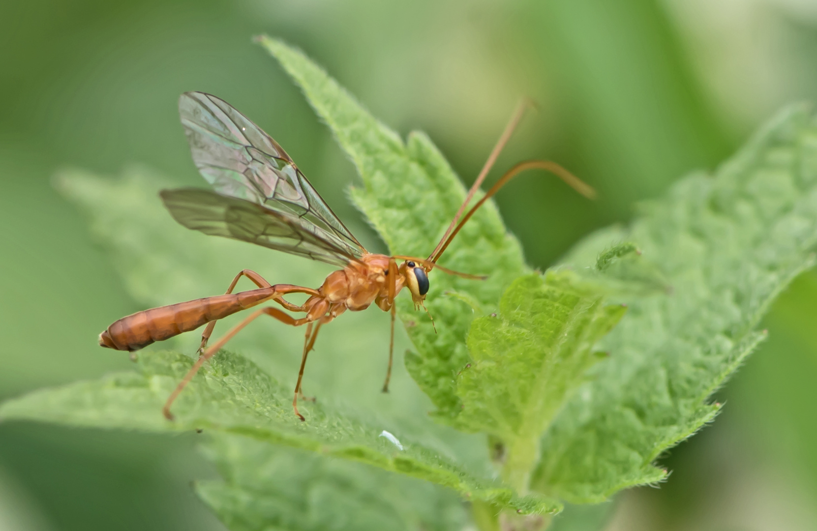 Schlupfwespe (Ophion minutus)