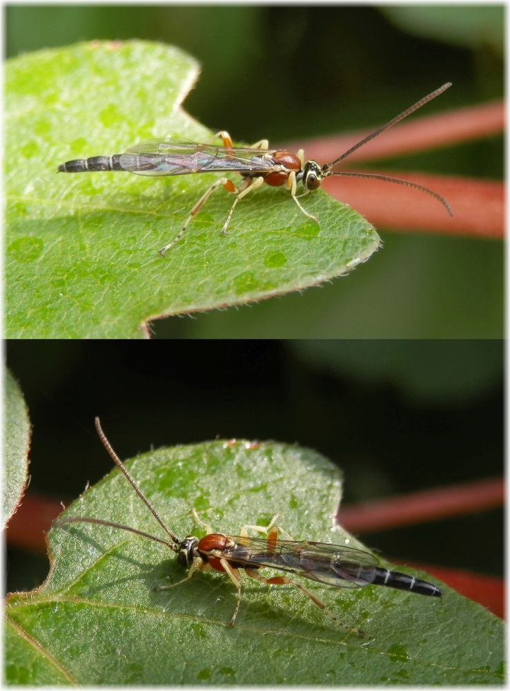 Schlupfwespe (Perithous scurra) - Männchen ???