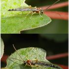 Schlupfwespe (Perithous scurra) - Männchen ???