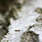 Schlupfwespe ruht sich auf Birke aus 