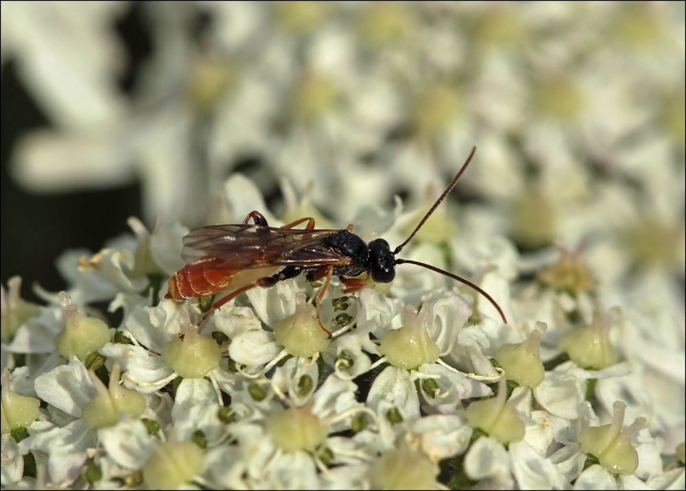 Schlupfwespe Tryphon spec.