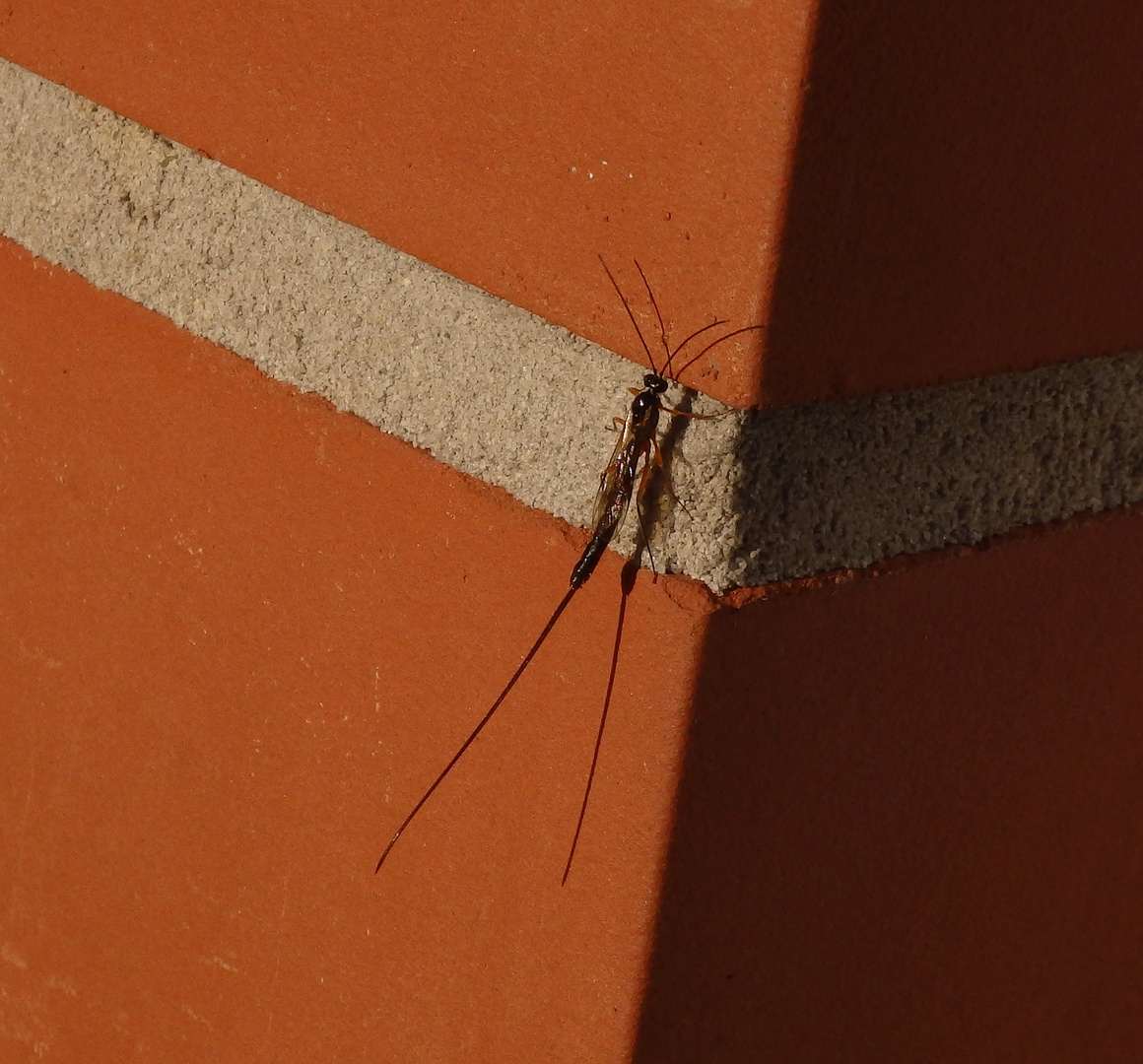 Schlupfwespe und ihr Schatten an der Hauswand