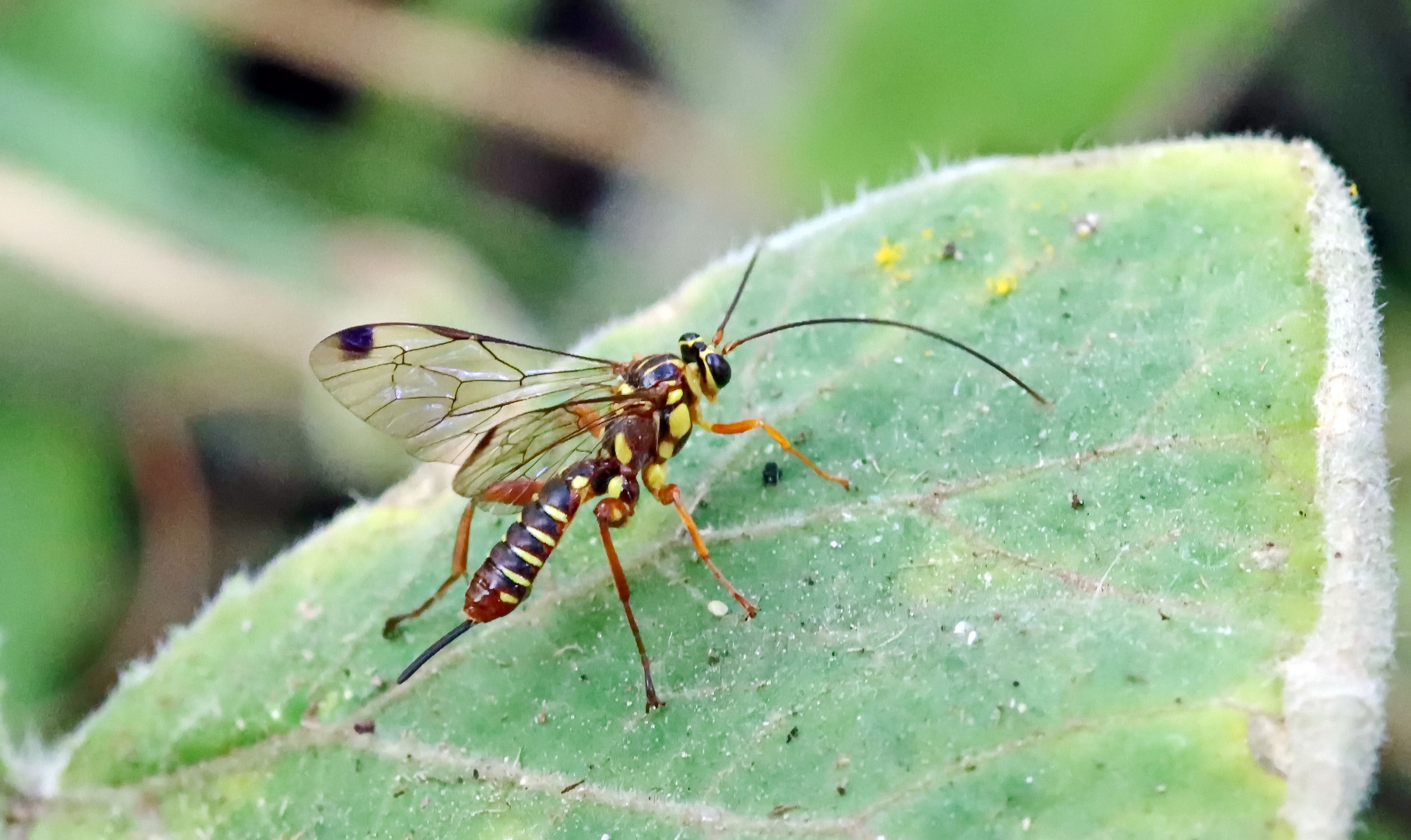 Schlupfwespe,Echthromorpha agrestoria,female