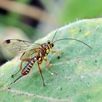 Schlupfwespe,Echthromorpha agrestoria,female