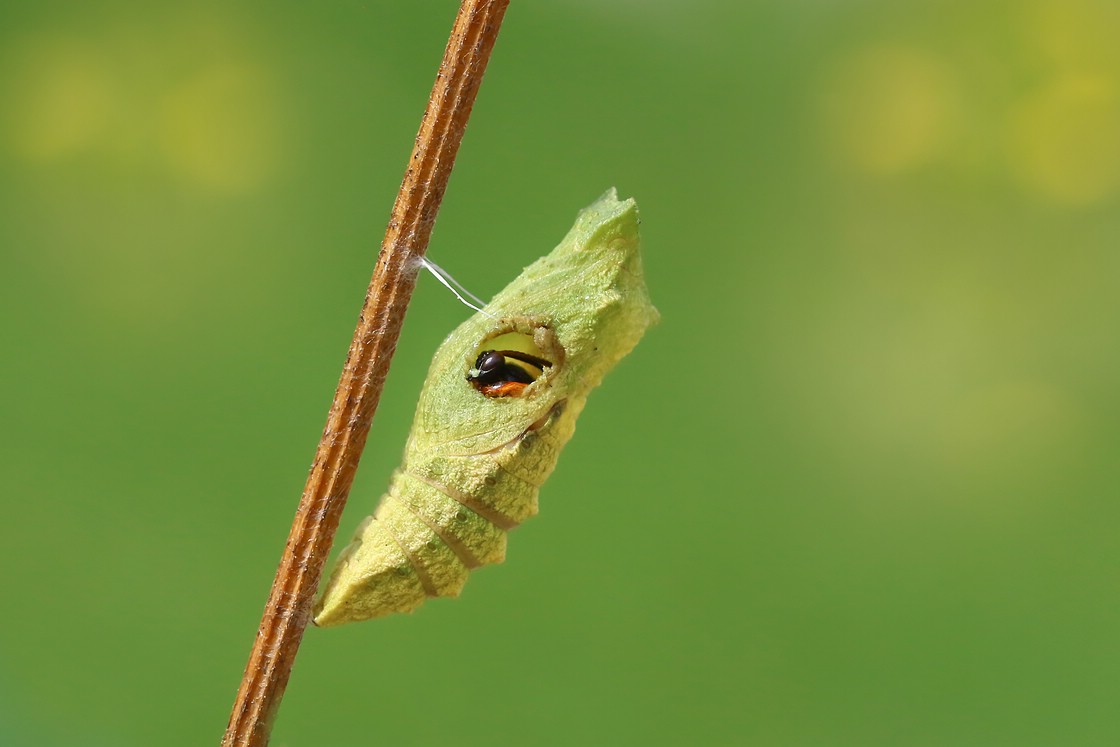 Schlupfwespen Schlupf 