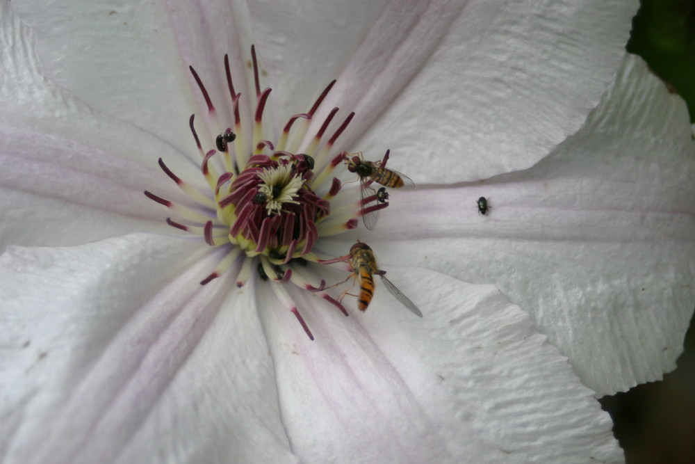 Schlupfwespen und Käfer auf der Blüte