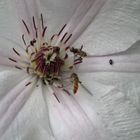 Schlupfwespen und Käfer auf der Blüte