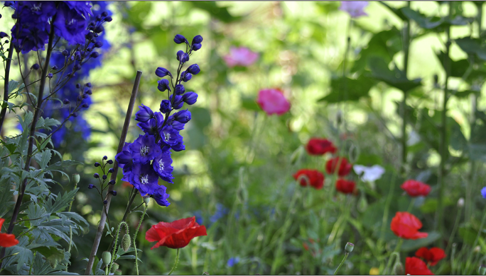 Schluss mit Blümchen