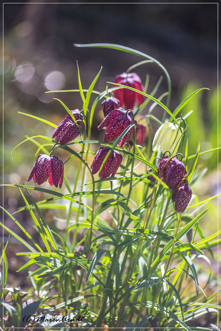 Schluss Mit Lustig Foto Bild Fotos Fruhling Natur Bilder Auf Fotocommunity