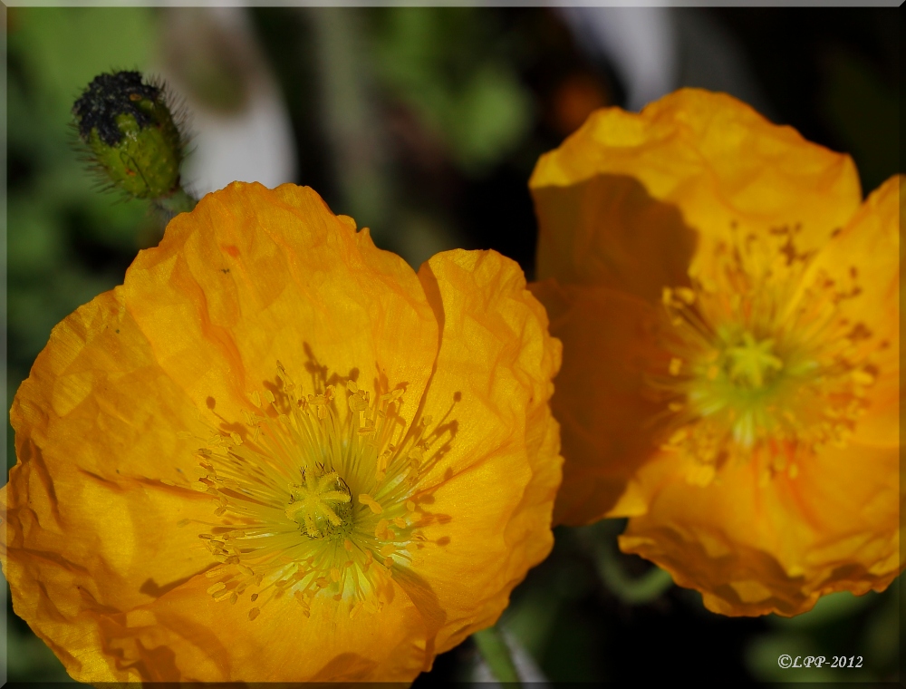 ... Schluß mit Mohn ... / ... mon dernier coquelicot ...