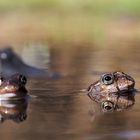 Schluß mit Quak :-)