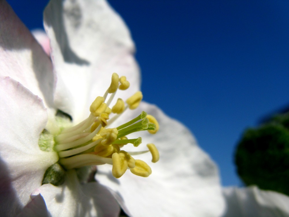 Schmackhafte Blüte