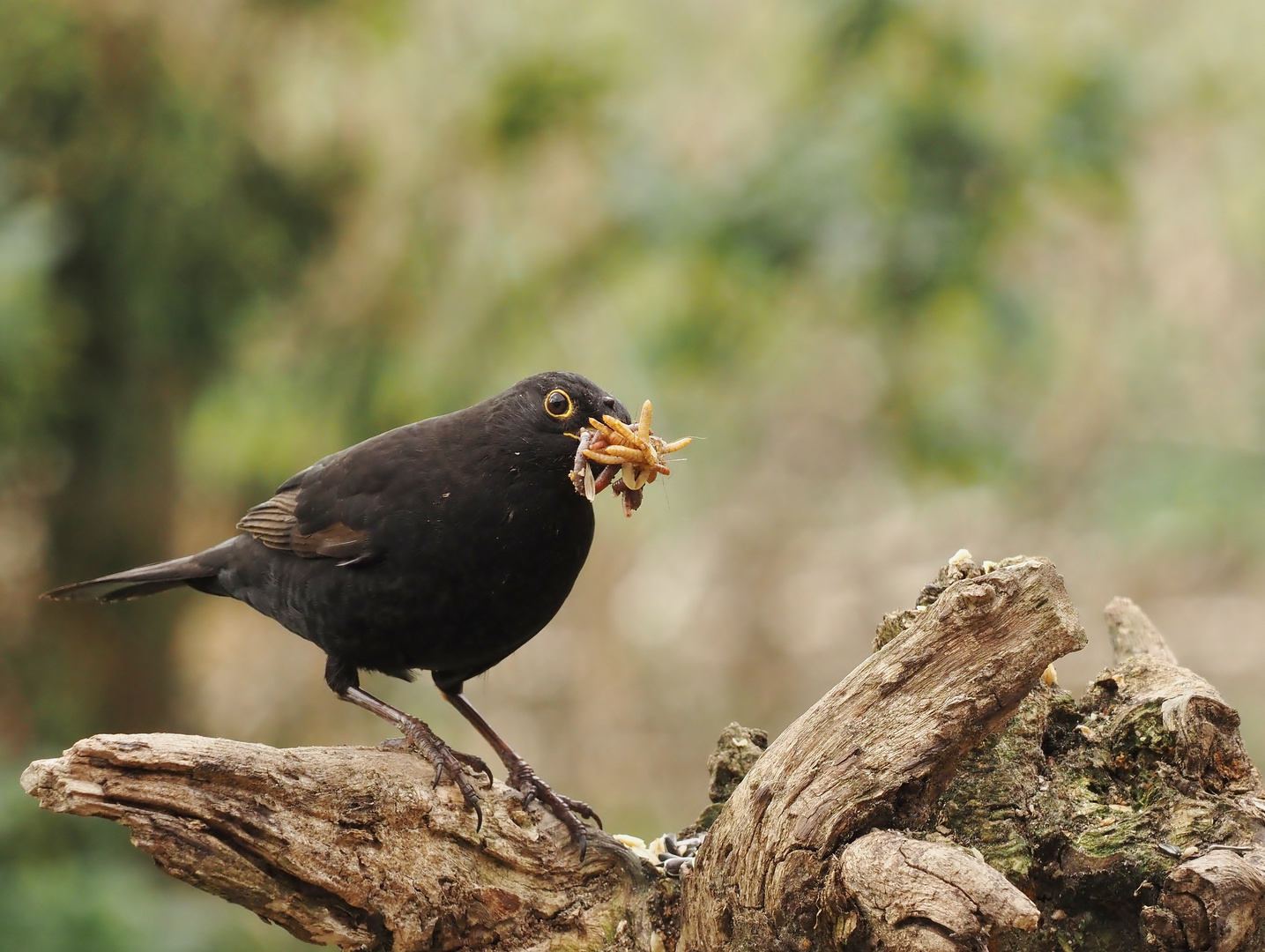 &amp;quot;Schmackofatz&amp;quot;..... Foto &amp; Bild | tiere, wildlife, wild lebende vögel ...