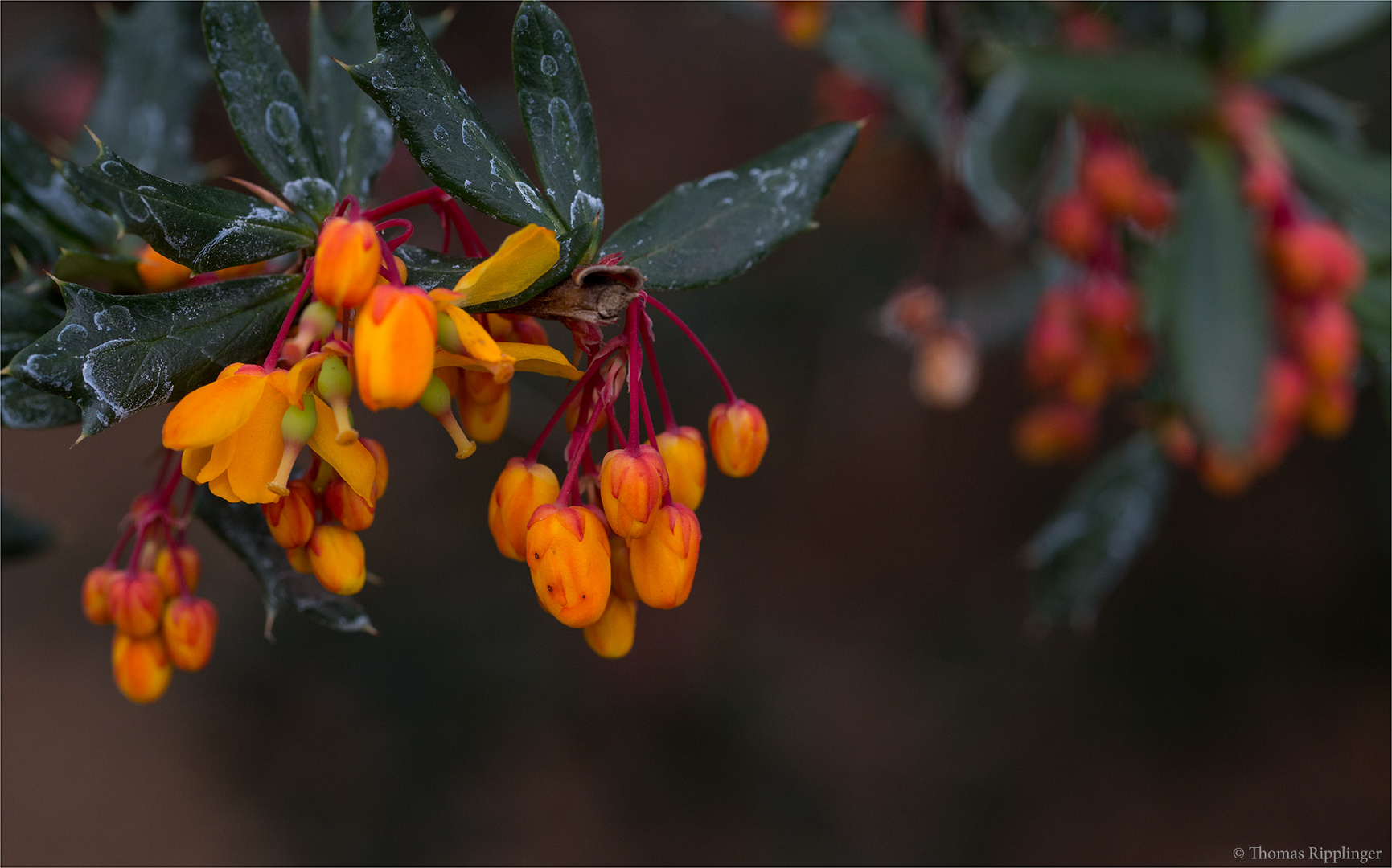 Schmalbätrige Berberitze (Berberis linearifolia)