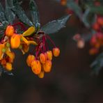 Schmalbätrige Berberitze (Berberis linearifolia)