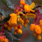 Schmalbätrige Berberitze (Berberis linearifolia)..