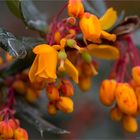 Schmalbätrige Berberitze (Berberis linearifolia)...