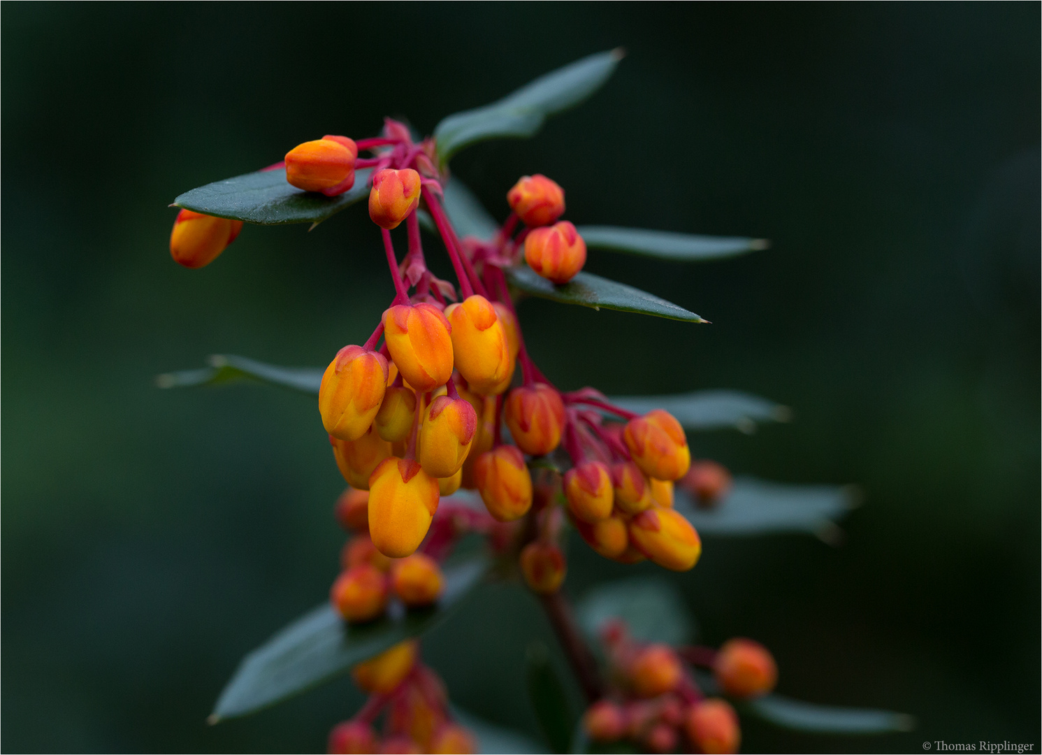 Schmalbätrige Berberitze (Berberis linearifolia).