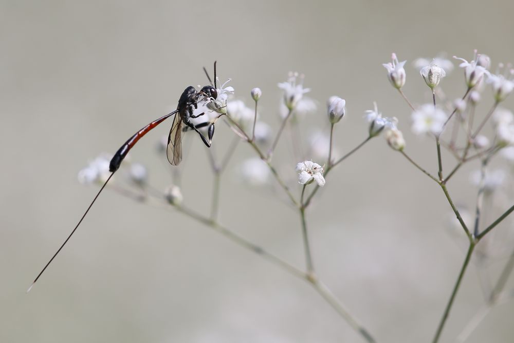 Schmalbauchwespe (Gasteruptiidae)