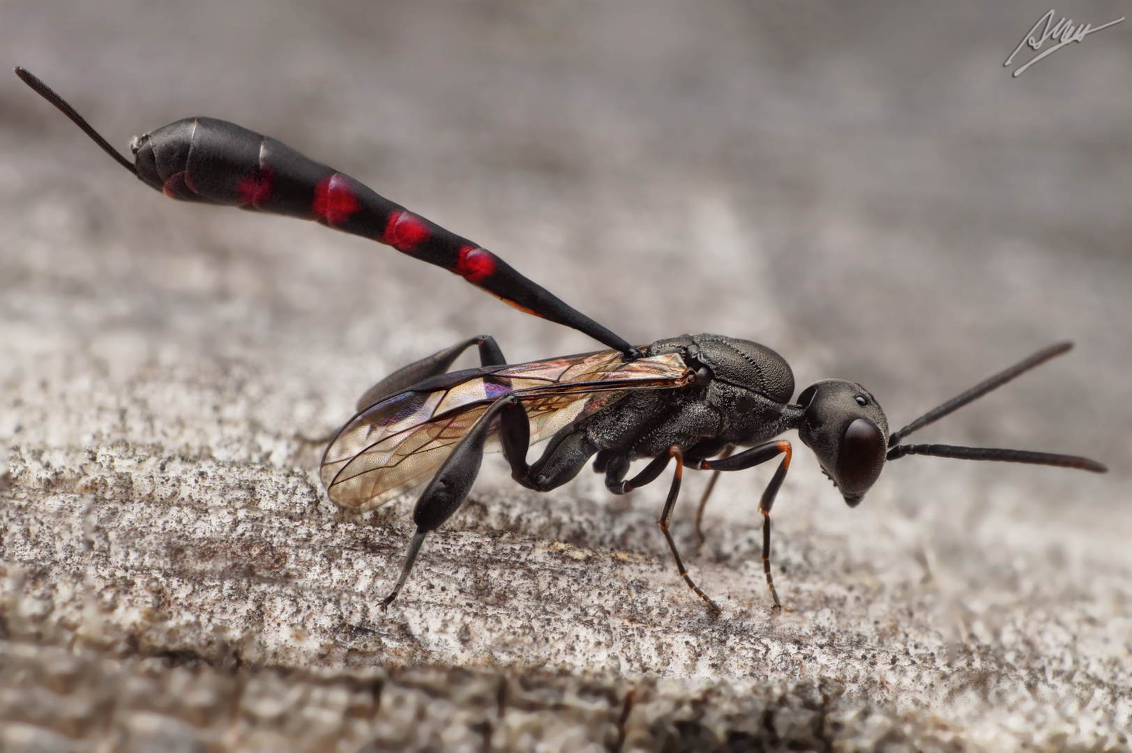 Schmalbauchwespe (Gasteruption assectator)