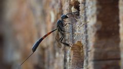 Schmalbauchwespe (Gasteruption assectator)