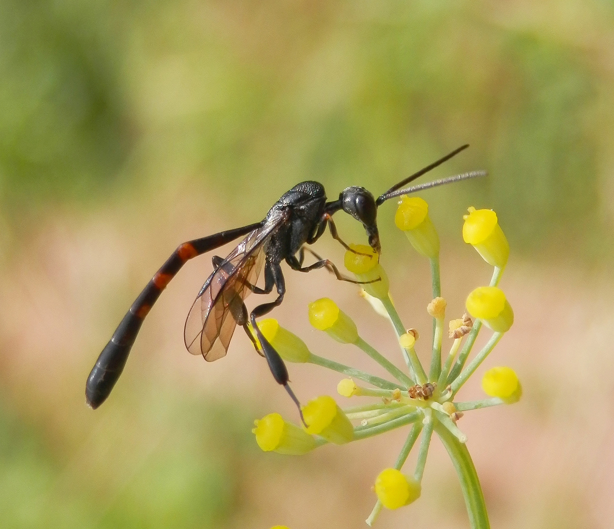 Schmalbauchwespe (Gasteruption assectator) - Männchen