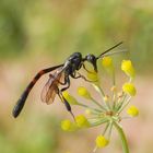 Schmalbauchwespe (Gasteruption assectator) - Männchen