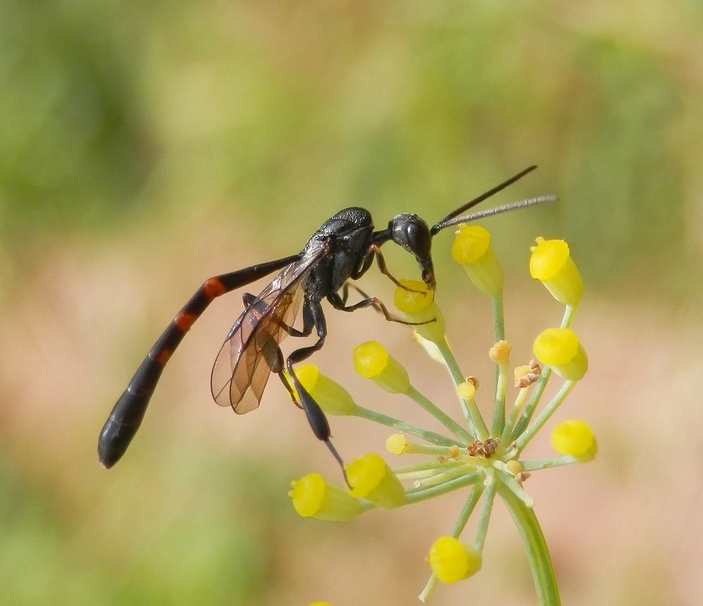 Schmalbauchwespe (Gasteruption assectator) - Männchen