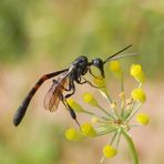 Schmalbauchwespe (Gasteruption assectator) - Männchen