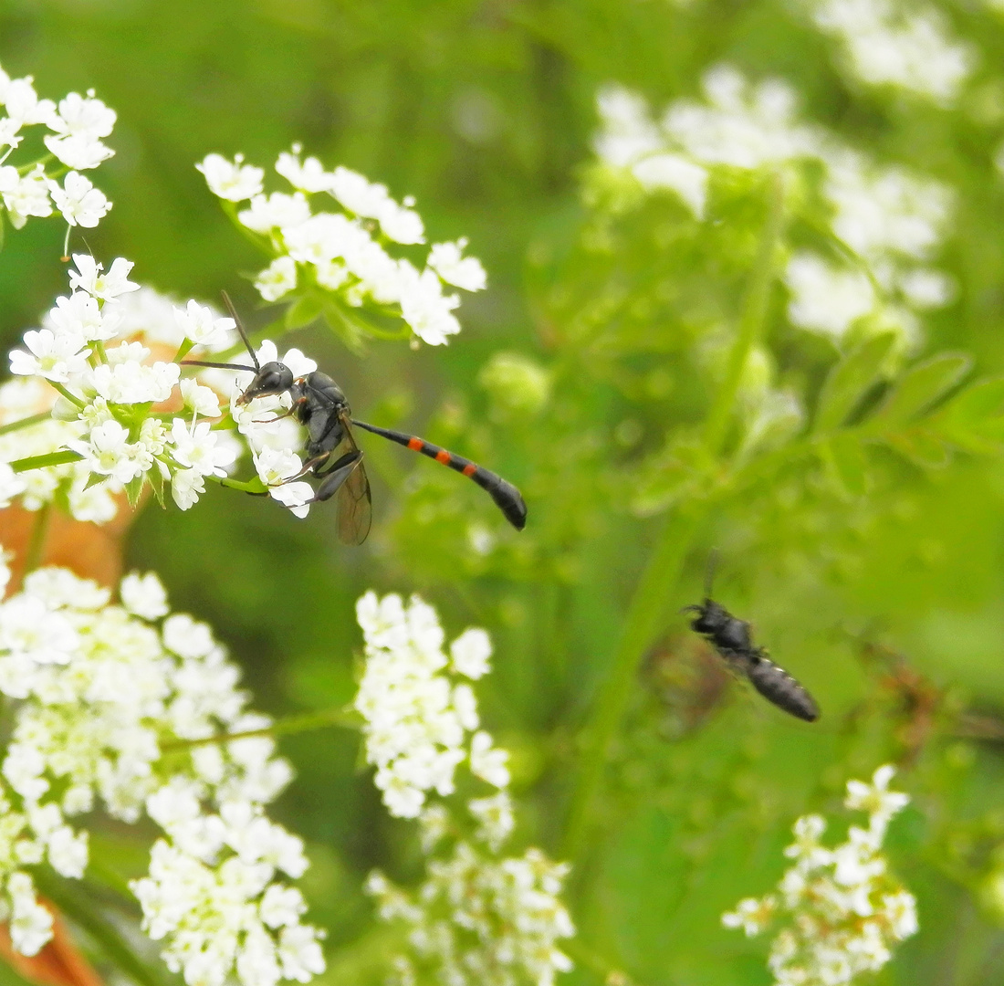 Schmalbauchwespe (Gasteruption assectator) - Männchen