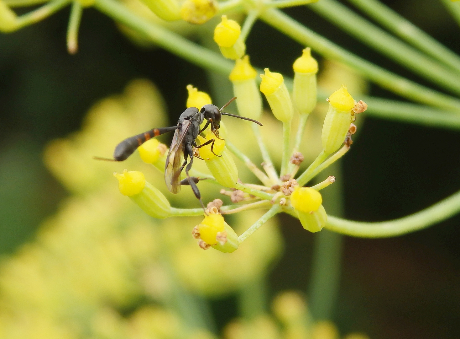 Schmalbauchwespe - Gasteruption sp. auf Gewürzfenchel