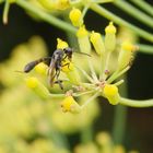 Schmalbauchwespe - Gasteruption sp. auf Gewürzfenchel