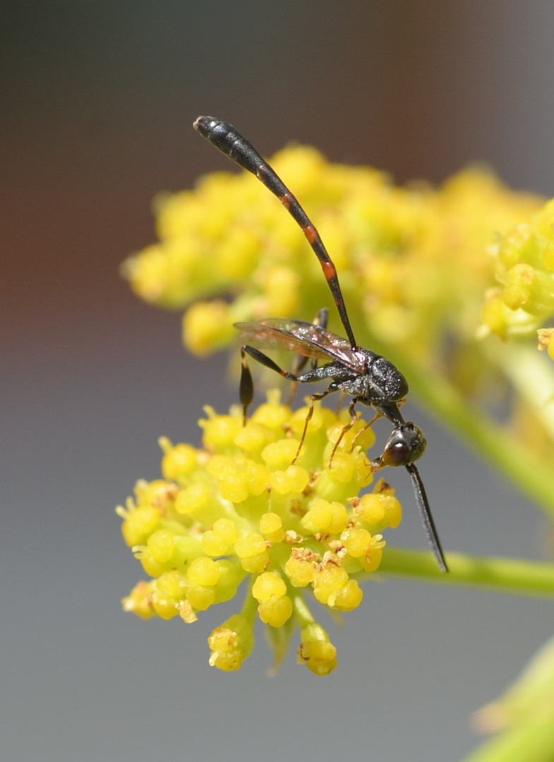 Schmalbauchwespe, Gichtwespe 