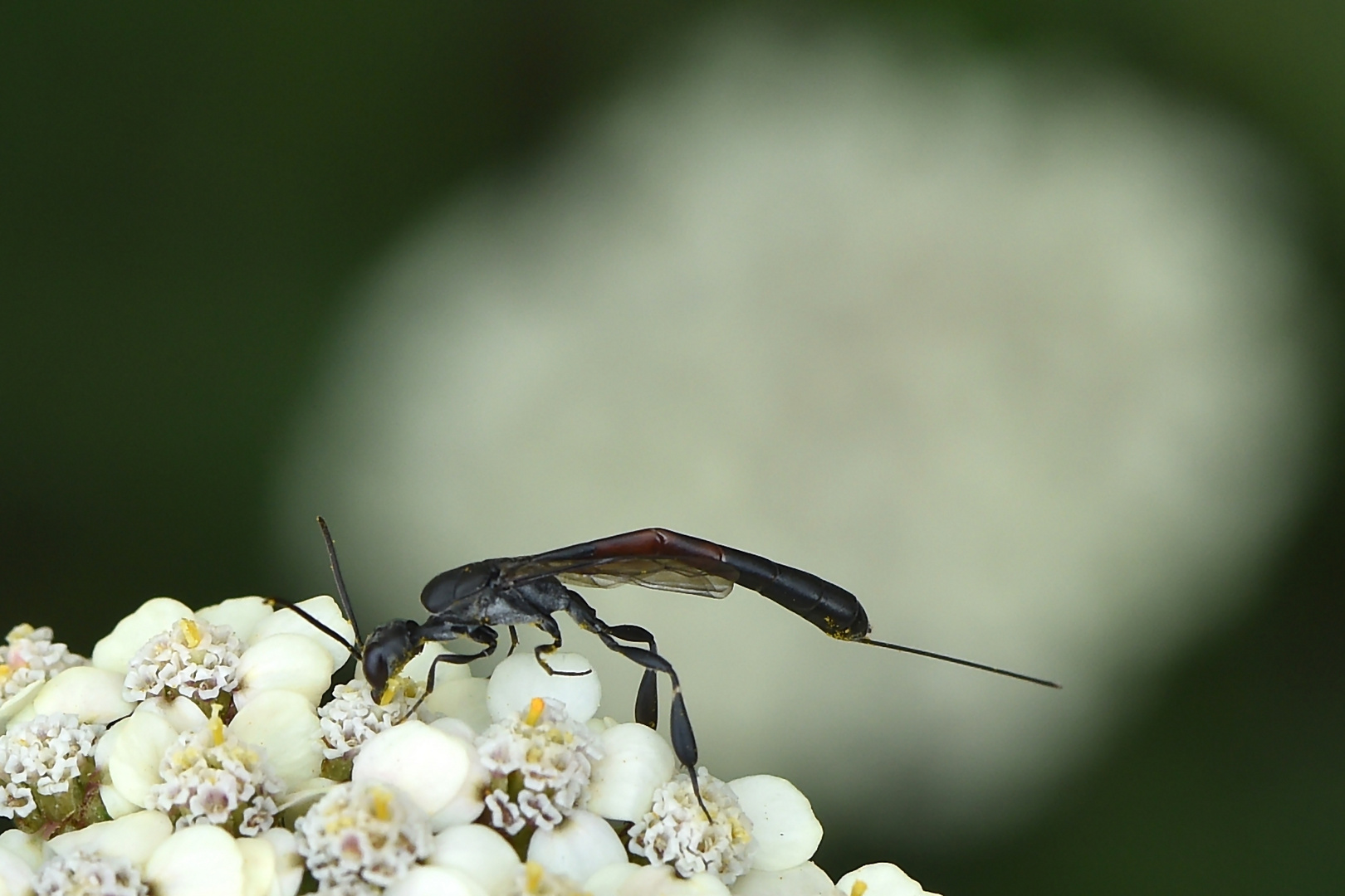 Schmalbauchwespe Weibchen (Gasteruption jaculator)