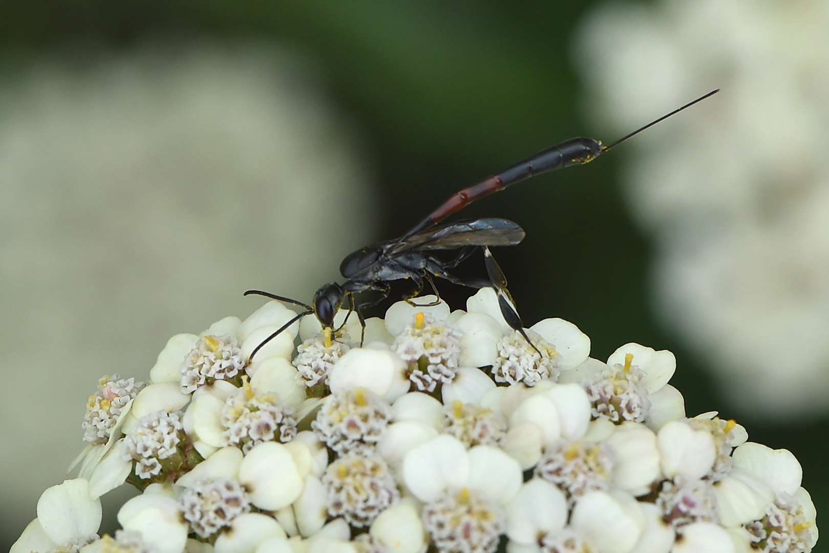 Schmalbauchwespe Weibchen (Gasteruption jaculator)