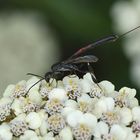 Schmalbauchwespe Weibchen (Gasteruption jaculator)