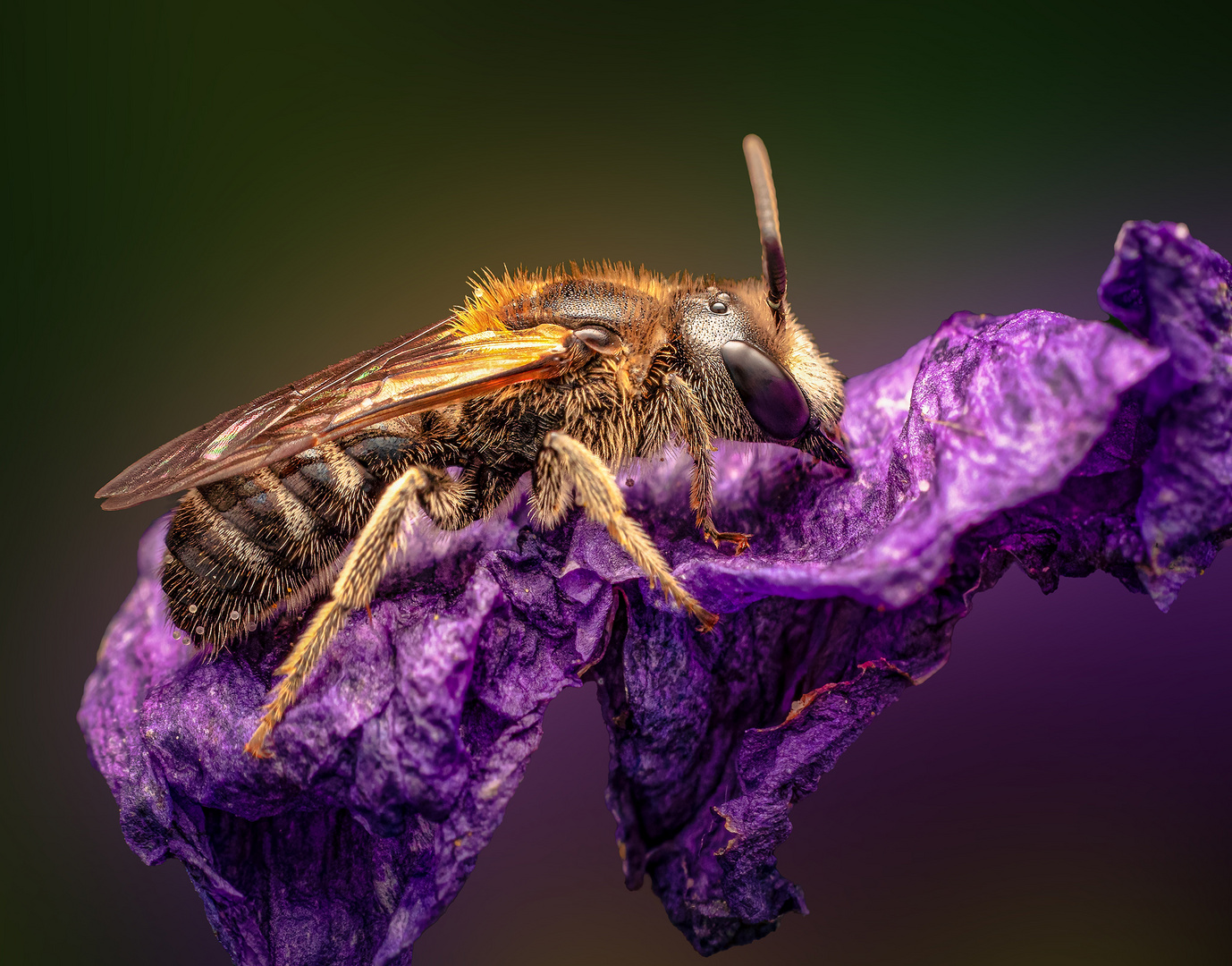 Schmalbienen (Lasioglossum)