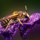 Schmalbienen (Lasioglossum)