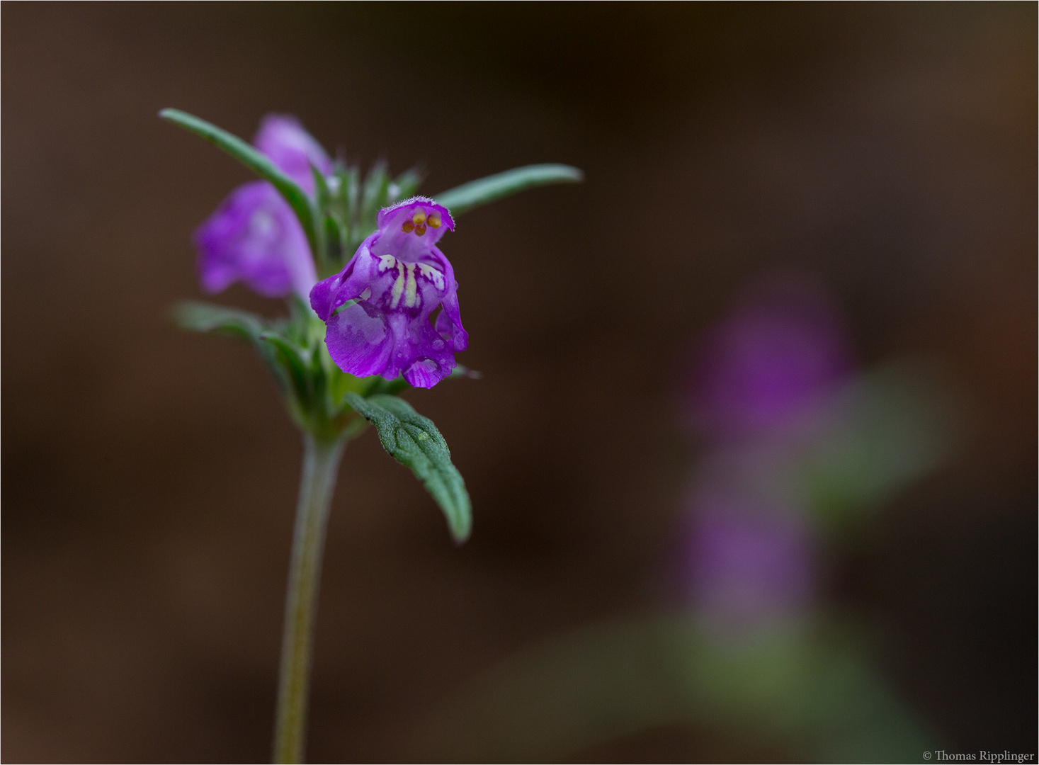 Schmalblättrige Hohlzahn (Galeopsis angustifolia)......