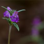 Schmalblättrige Hohlzahn (Galeopsis angustifolia)......