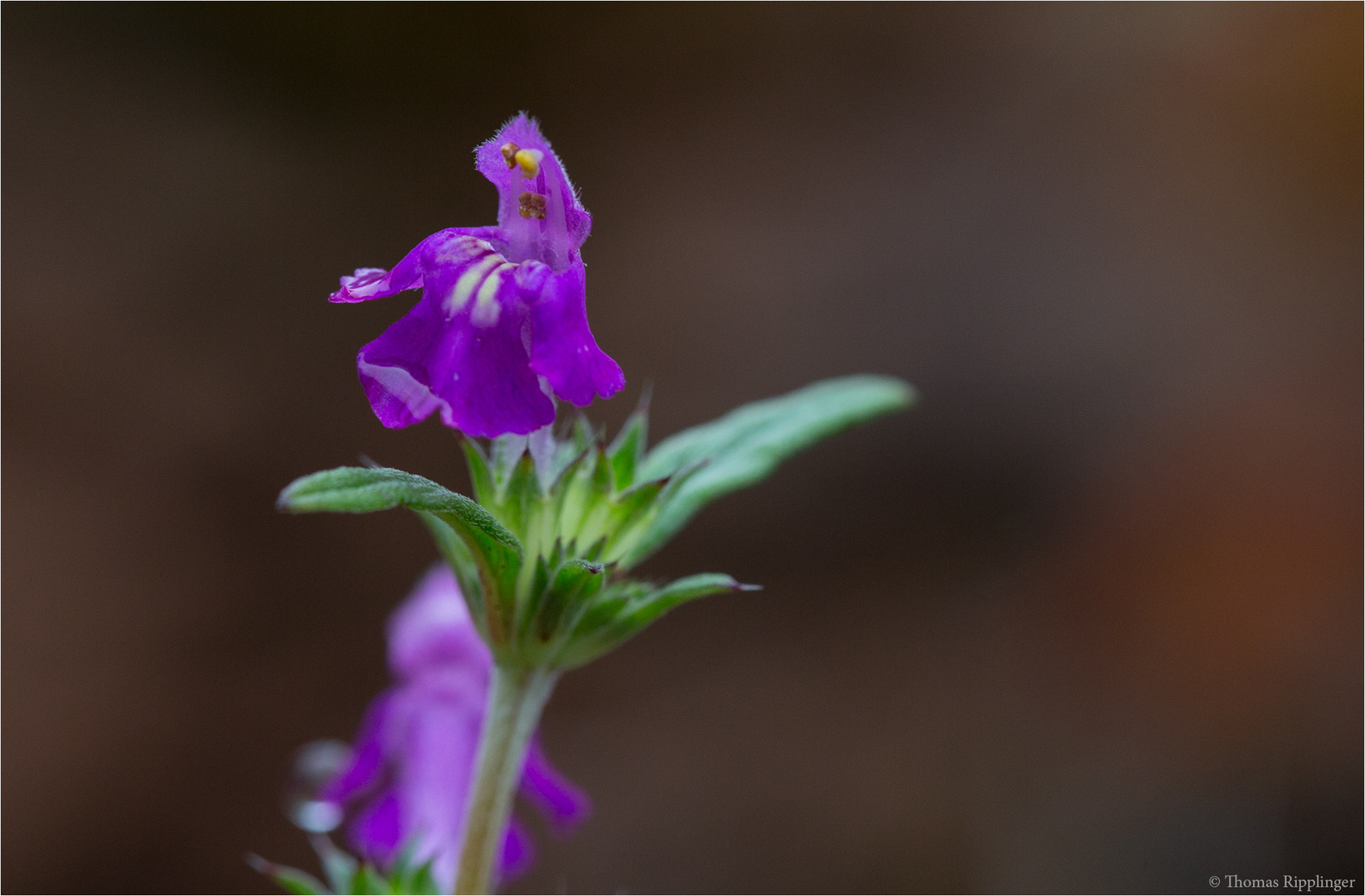 Schmalblättrige Hohlzahn (Galeopsis angustifolia).....