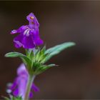 Schmalblättrige Hohlzahn (Galeopsis angustifolia).....